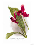 Lycaste Mary Gratrix Posters by H.g. Moon