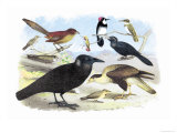 Caracara Eagle, Crow, and Kingfisher Posters by Theodore Jasper