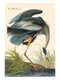Grand héron bleu Photographie par John James Audubon