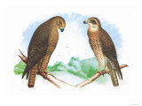 Hen Hawk and Swainson's Hawk Prints by Theodore Jasper