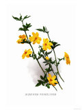 Jasminum Primulinum Prints by H.g. Moon