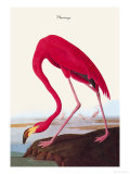 Flamingo Poster by John James Audubon