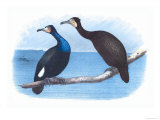 Violet Green Cormorant and Florida Cormorant Affiche par Theodore Jasper