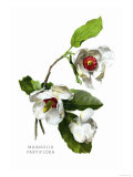 Magnolia Parviflora Print by H.g. Moon
