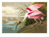 Roseate Spoonbill Posters by John James Audubon