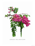 Robinia Neo-Mexicana Prints by H.g. Moon