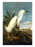 Aigrette neigeuse Posters par John James Audubon