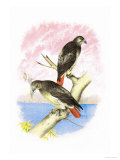 Red-Tailed Hawks Prints by Theodore Jasper