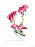 Oenothera Speciosa Var Rosea Prints by H.g. Moon