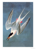 Roseate Fern Prints by John James Audubon