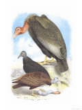 California Condor, Turkey Buzzard, and Carrion Crow Poster by Theodore Jasper