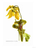 Sarracenia Flava Poster by H.g. Moon