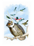 The Great Horned Owl Prints by Theodore Jasper
