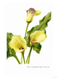 The Cambridge Calla Prints by H.g. Moon