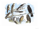 Femerol and Richardson's Falcons, Isabella Hawk, Acadian Owl Prints by Theodore Jasper