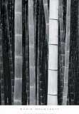 Bamboo no. 4, Kyoto Art by Chris Honeysett