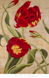 Tulip Tango I Lámina por Brian O’neill