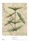 Mountain Pinon II Prints by Zachary Alexander