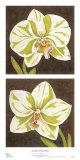 Surabaya Orchids Print by Judy Shelby
