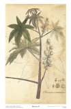 Botanica II Kunstdrucke von Ludwig Van Houtte