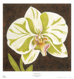 Surabaya Orchid I Art by Judy Shelby