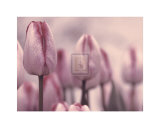 Les Tulipes I Posters by Katja Marzahn Les Tulipes I Posters by Katja Marzahn