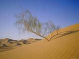 Sahara Desert, Algeria, North Africa, Africa Photographic Print by Geoff Renner Sahara Desert, Algeria, North Africa, Africa Photographic Print by Geoff Renner