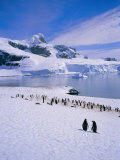 Gentoo Penguins, Antarctic Peninsula, Antarctica Photographic Print by Geoff Renner