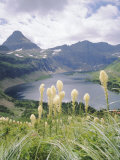 Beargrass, Hidden Lake and Mount Reynolds, Glacier National Park, Montana, USA Photographic Print by Geoff Renner
