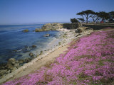 Carpet of Mesembryanthemum Flowers, Pacific Grove, Monterey, California, USA Photographic Print by Geoff Renner
