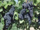 Bunches of Red Wine Grapes Ripening Three Weeks Before Harvesting, South of France, Europe Fotografisk trykk av Michael Black Bunches of Red Wine Grapes Ripening Three Weeks Before Harvesting, South of France, Europe Fotografisk trykk av Michael Black