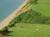Cattle in Cliff Top Meadow, Salcombe Regis, Devon, England, UK Photographic Print by Michael Black Cattle in Cliff Top Meadow, Salcombe Regis, Devon, England, UK Photographic Print by Michael Black