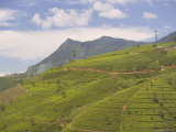 Tea Estates in the Tea Hills, Near Nuwara Eliya, Hill Country, Sri Lanka, Asia Photographic Print by Gavin Hellier Tea Estates in the Tea Hills, Near Nuwara Eliya, Hill Country, Sri Lanka, Asia Photographic Print by Gavin Hellier