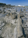 Catins Petrified Forest on the Coast, Otago, South Island, New Zealand, Pacific Photographic Print by Maurice Joseph