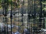 Cypress Swamp, Cypress Gardens, North Charleston, South Carolina, USA Photographic Print by James Green