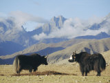 Yaks Near Nyalam, Tibet, China, Asia Photographic Print by Jane Sweeney
