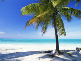 Palm Tree, White Sandy Beach and Indian Ocean, Jambiani, Island of Zanzibar, Tanzania, East Africa Photographie par Lee Frost