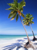 Palm Tree, White Sand Beach and Indian Ocean, Jambiani, Island of Zanzibar, Tanzania, East Africa Photographie par Lee Frost