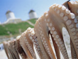 Octopus Drying in the Sun, Mykonos, Cyclades Islands, Greece, Europe Photographic Print by Lee Frost