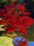 Brilliant Red Acer Palmatum Cripsii in Autumn, Sheffield Park Gardens, East Sussex, England Photographic Print by Ruth Tomlinson Brilliant Red Acer Palmatum Cripsii in Autumn, Sheffield Park Gardens, East Sussex, England Photographic Print by Ruth Tomlinson