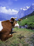 Cows at Alpiglen, Grindelwald, Bernese Oberland, Swiss Alps, Switzerland, Europe Photographie par Hans Peter Merten