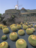 Jardin De Cactus, Near Guatiza, Lanzarote, Canary Islands, Atlantic, Spain, Europe Photographie par Hans Peter Merten