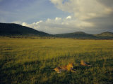Lionesses in the Masai Mara National Reserve in the Evening, Kenya, East Africa, Africa Fotografisk trykk av Julia Bayne Lionesses in the Masai Mara National Reserve in the Evening, Kenya, East Africa, Africa Fotografisk trykk av Julia Bayne