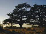 Cedars of Lebanon at the Foot of Mount Djebel Makhmal Near Bsharre, Lebanon, Middle East Photographie par Ursula Gahwiler