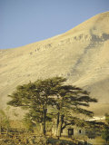 Cedars of Lebanon at the Foot of Mount Djebel Makhmal Near Bsharre, Lebanon, Middle East Photographie par Ursula Gahwiler