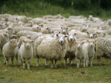 Flock of Sheep, New Zealand, Pacific Photographic Print by Mula Eshet