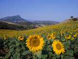 Field of Sunflowers in Summer, Near Ronda, Andalucia, Spain Photographic Print by Ruth Tomlinson Field of Sunflowers in Summer, Near Ronda, Andalucia, Spain Photographic Print by Ruth Tomlinson