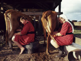 Traditional Mennonite Girls Miling Cows, Camp 9, Shipyard, Belize, Central America Photographic Print by Upperhall Ltd Traditional Mennonite Girls Miling Cows, Camp 9, Shipyard, Belize, Central America Photographic Print by Upperhall Ltd