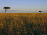 Masai Mara National Reserve, Kenya, East Africa, Africa Fotografie-Druck von I Vanderharst