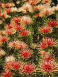 Protea, South Africa Photographic Print by I Vanderharst